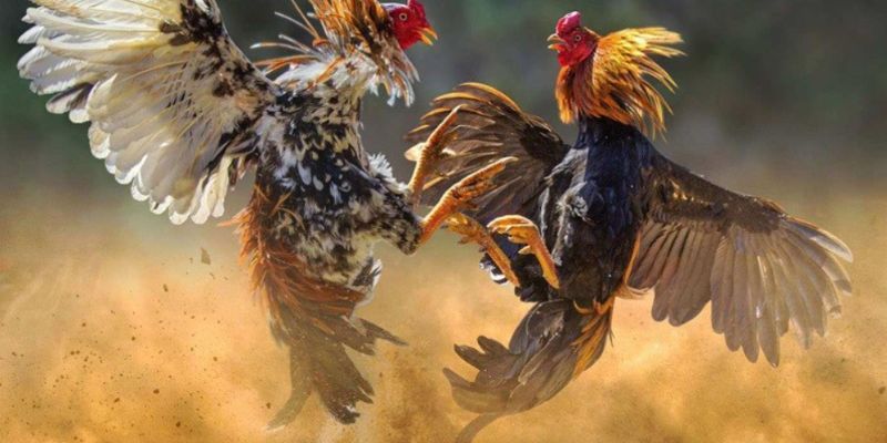 Một số đặc điểm nổi bật tại cổng game đá gà S128