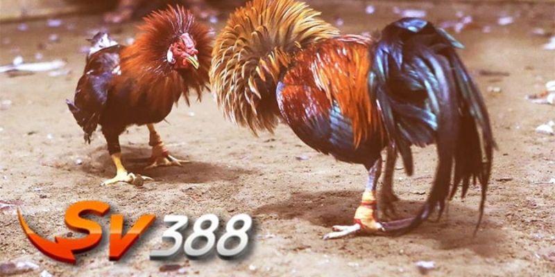 Hướng dẫn rút nạp tiền tại nhà cái đá gà Sv388